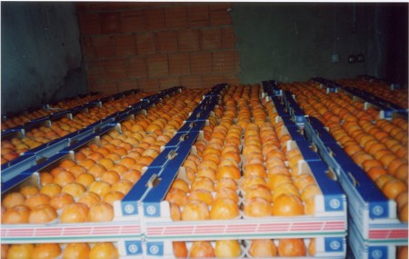 Kaki mautri pronti alla spedizione